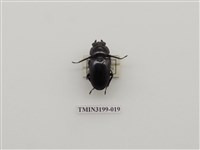 藏品(刀鍬形蟲)的圖片